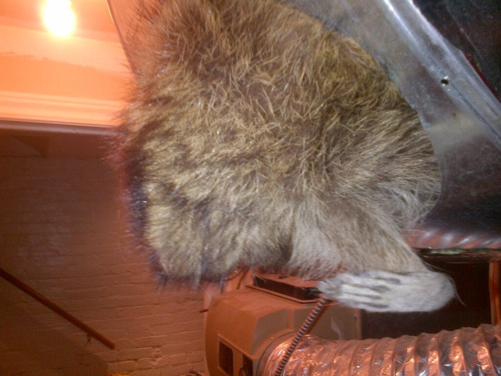 dead racoon in ductwork